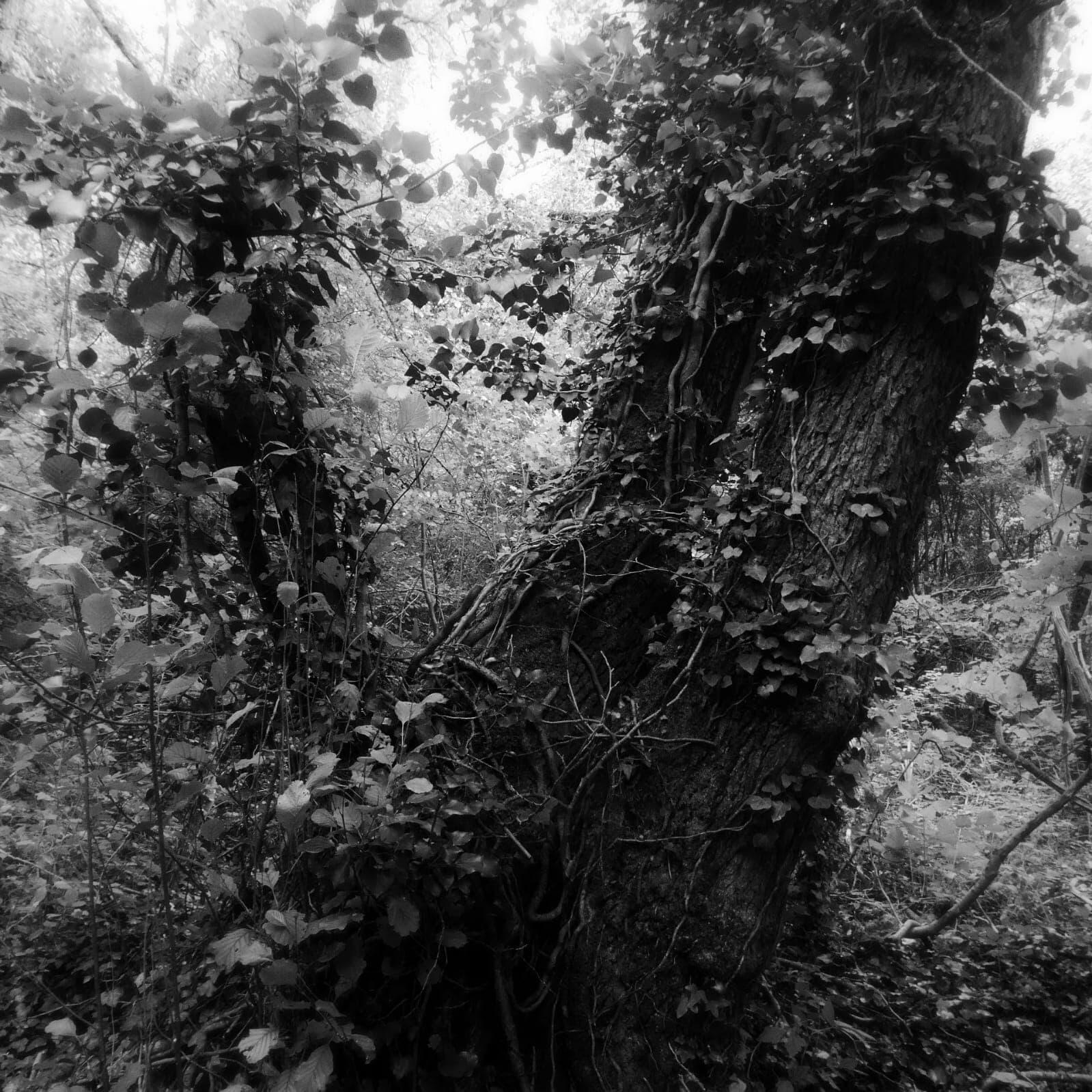 Un Balcon en forêt - Le Blog de La nouvelle Dérive - Librairie - Grenoble